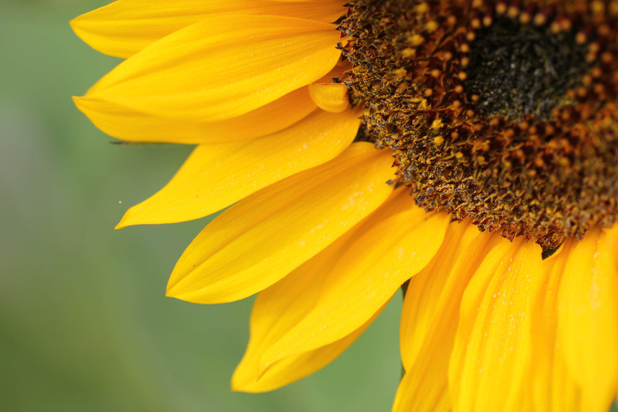 Sonnenblume grüner Hintergrund